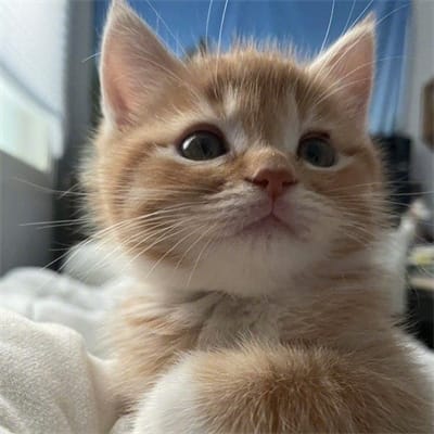 Ricardo Dalisay avatar